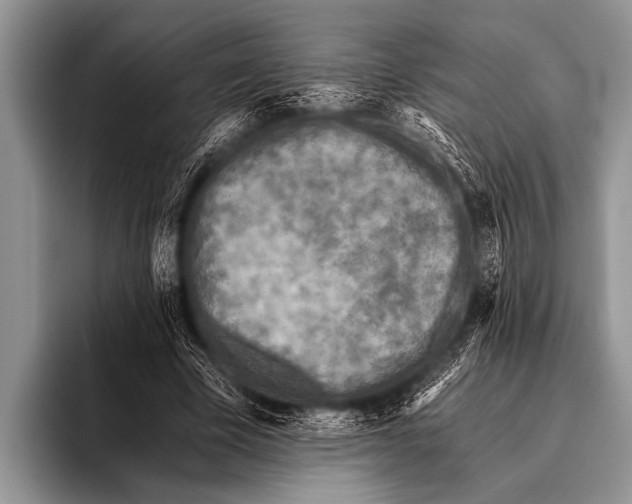 X0000096180585200802081501