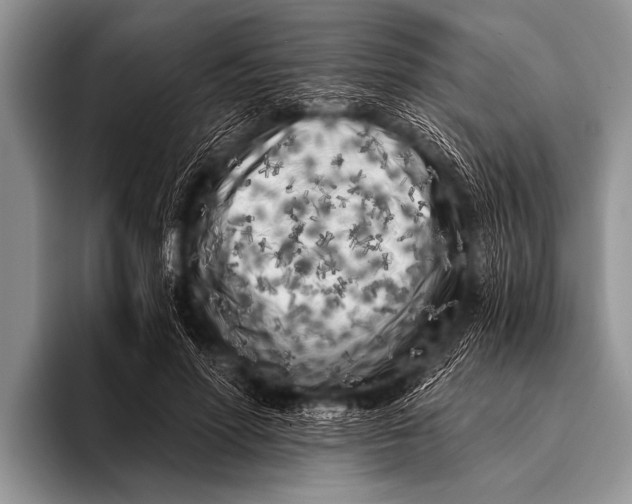 X0000096180598200802081501