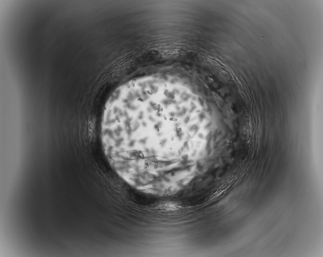 X0000096180610200802081501