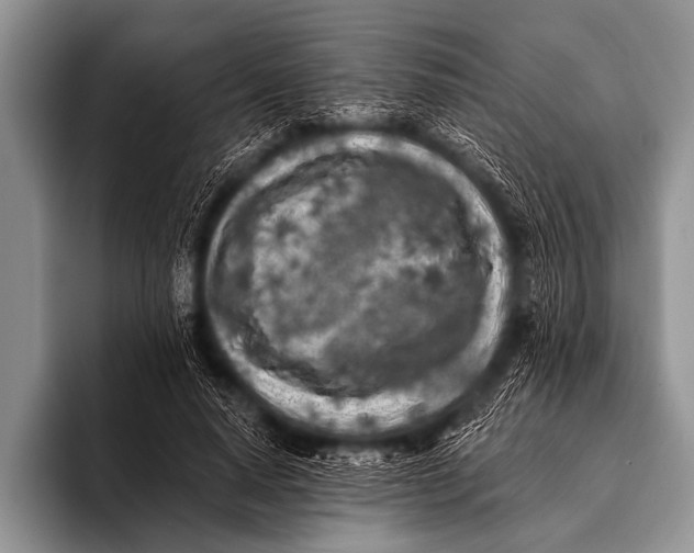 X0000096180640200802081500