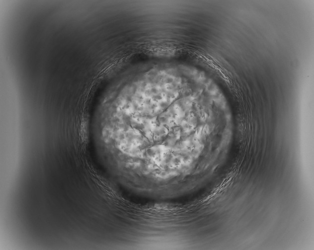 X0000096180641200802081500
