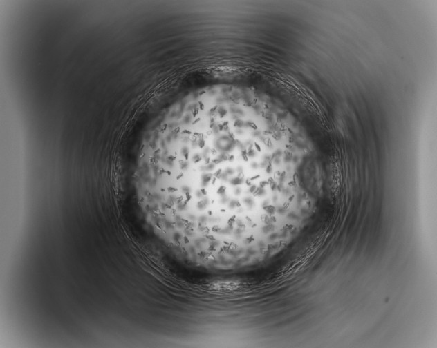 X0000096180653200802081500