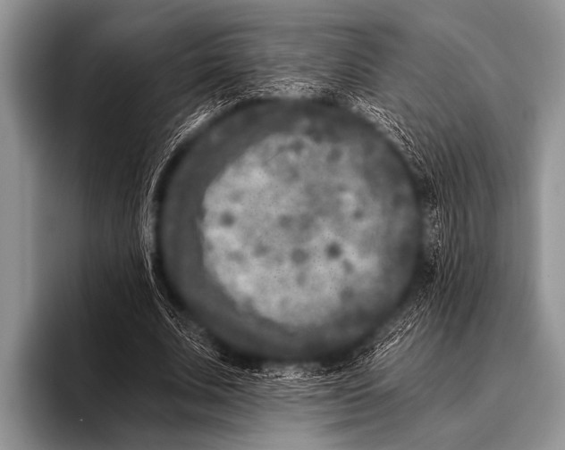 X0000096180679200802081500