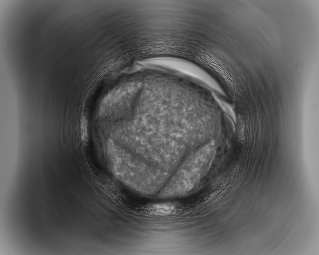 X0000096180692200802081500