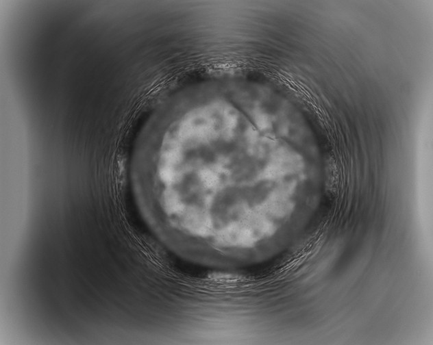 X0000096180699200802081500