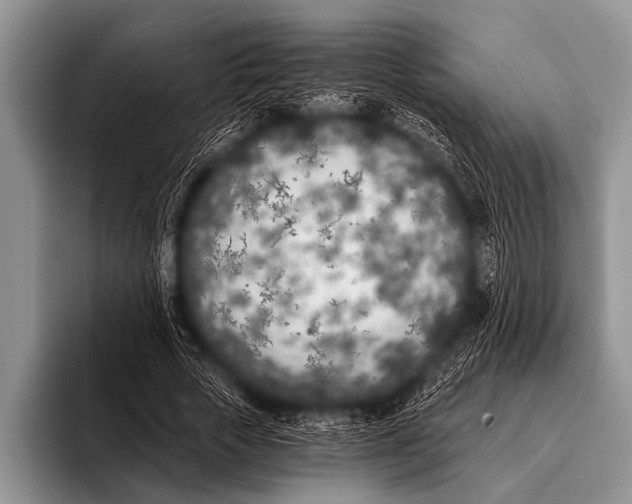 X0000096180729200802081459
