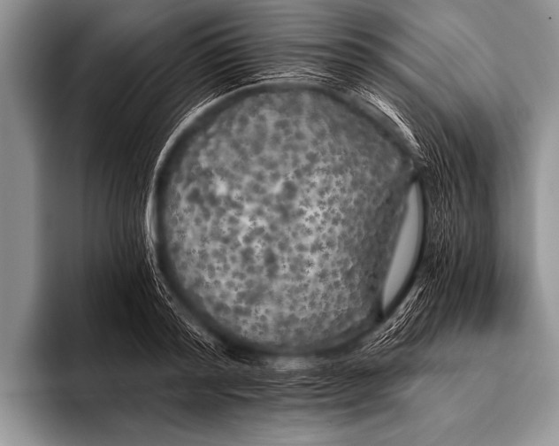 X0000096180796200802081458