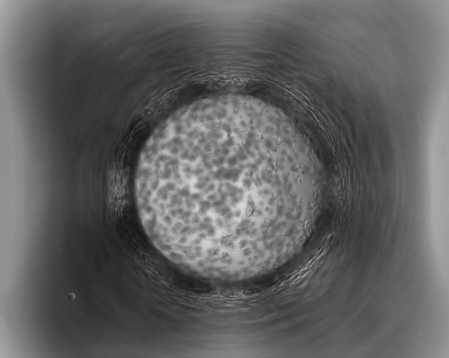 X0000096180818200802081457