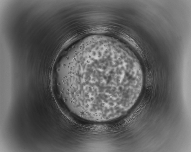 X0000096180850200802081458