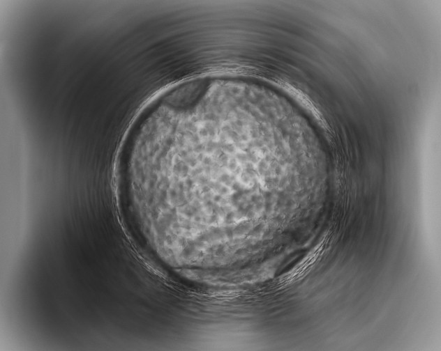 X0000096180854200802081458