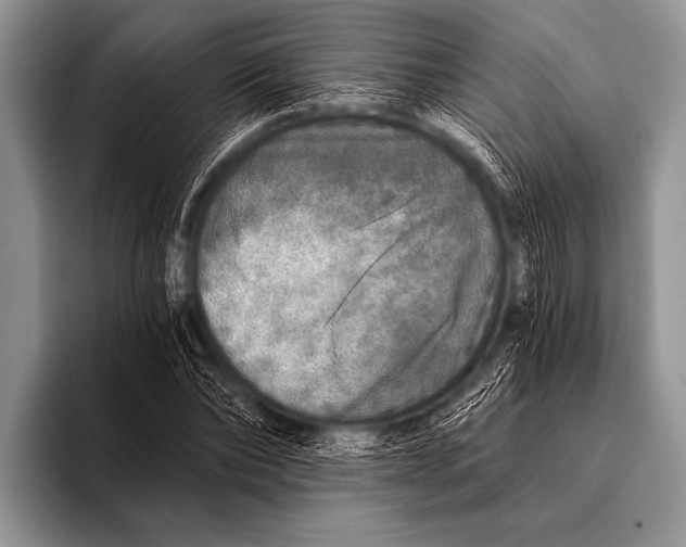 X0000096180878200802081457