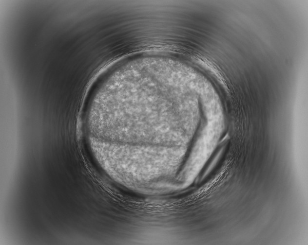 X0000096180928200802081456