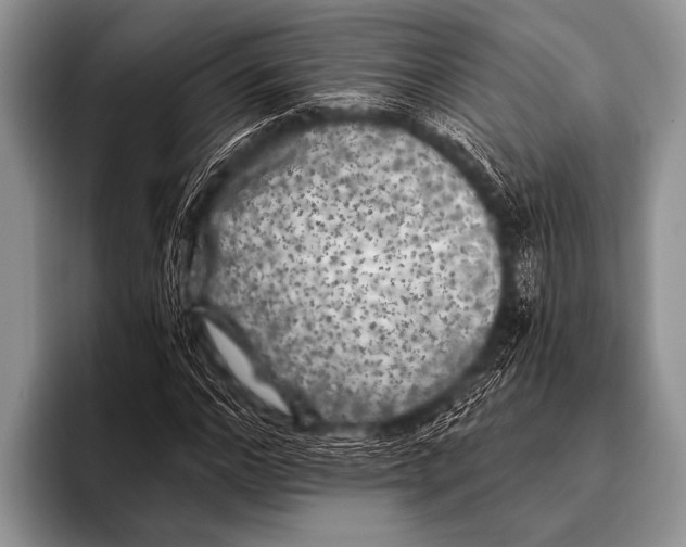 X0000096180968200802081456