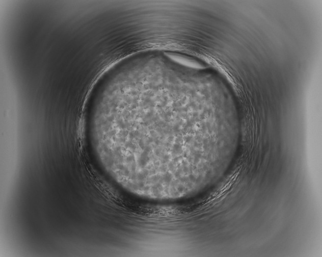 X0000096180975200802081456