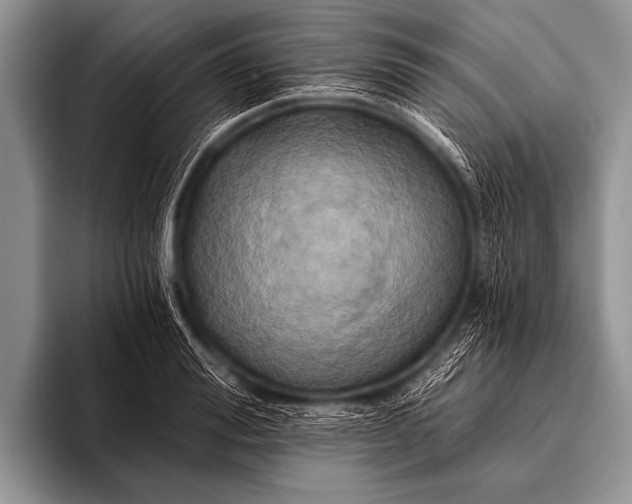 X0000096180988200802081456
