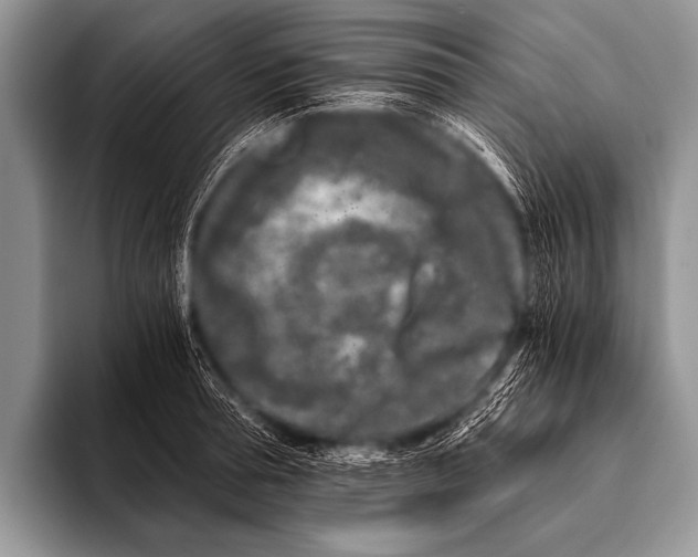 X0000096180994200802081456