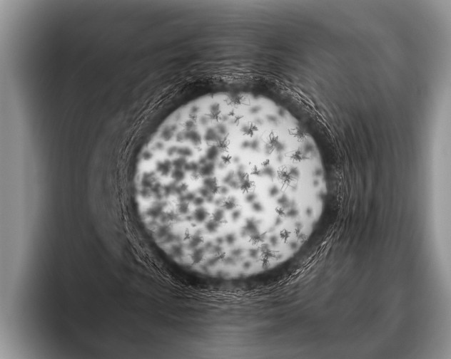 X0000096181009200802081455