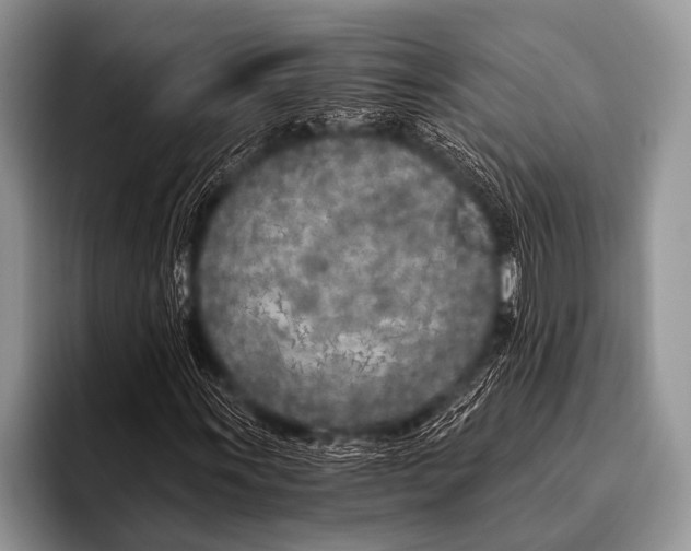 X0000096181011200802081455