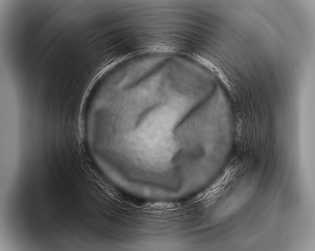 X0000096181027200802081455