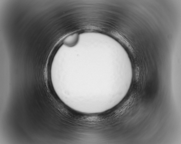 X0000096181028200802081455