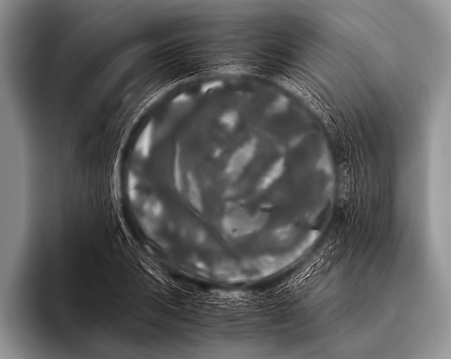 X0000096181031200802081455
