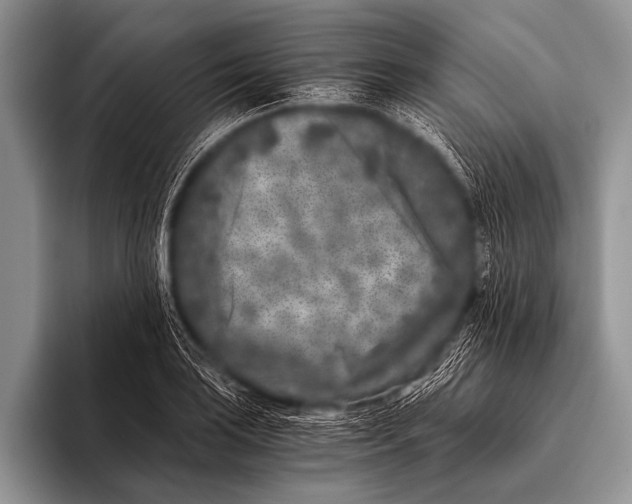 X0000096181035200802081455