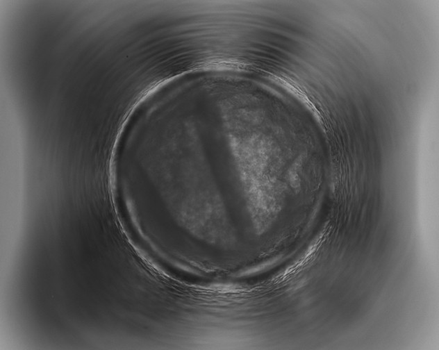 X0000096181037200802081455