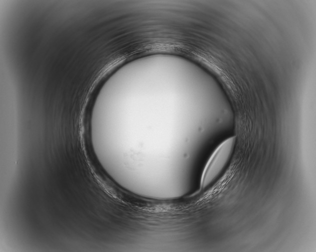 X0000096181042200802081455