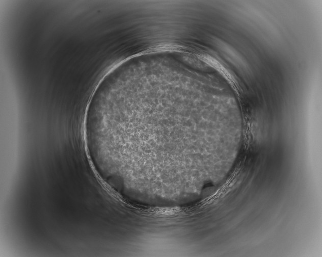 X0000096181055200802081455