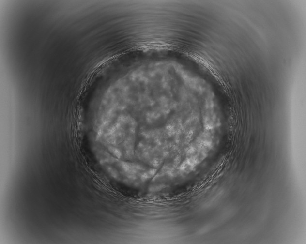 X0000096181063200802081455