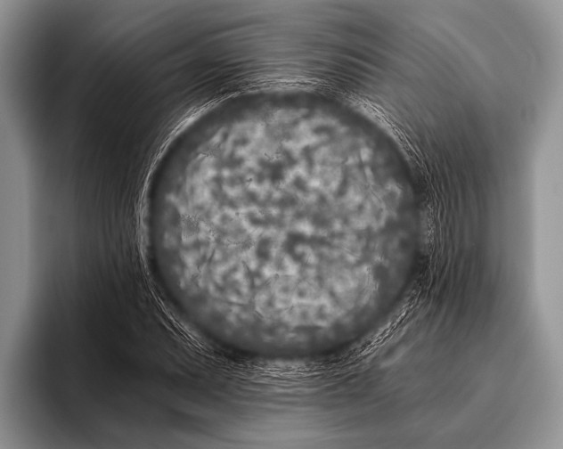 X0000096181071200802081455