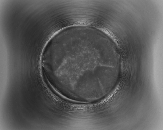 X0000096181077200802081455