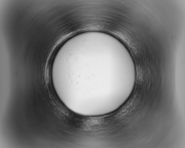 X0000096181078200802081455