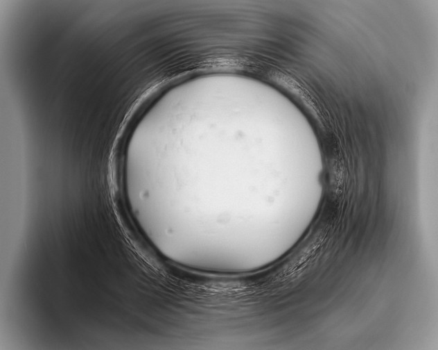 X0000096181083200802081455