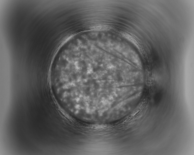 X0000096181087200802081454