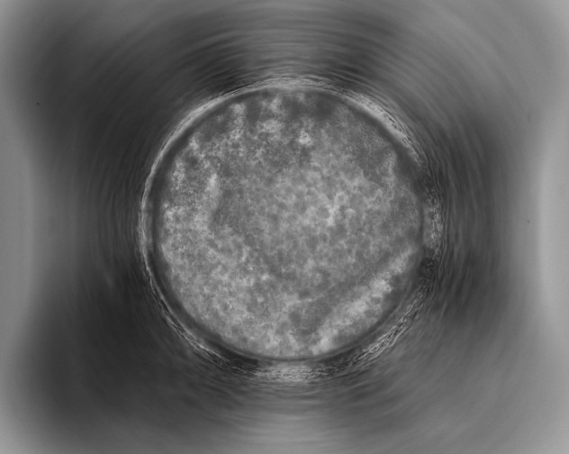 X0000096181094200802081454