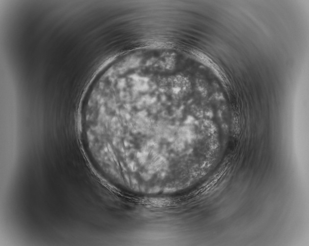 X0000096181095200802081454