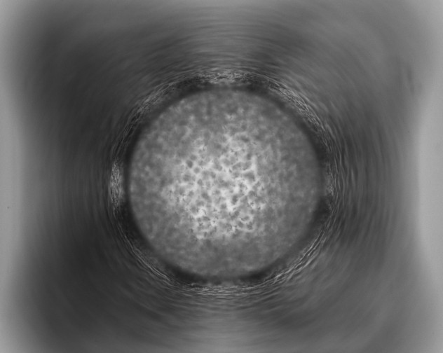 X0000096181106200802081454
