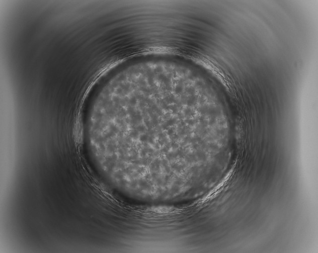 X0000096181117200802081454