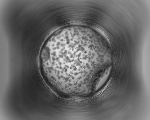 X0000096181141200802081454