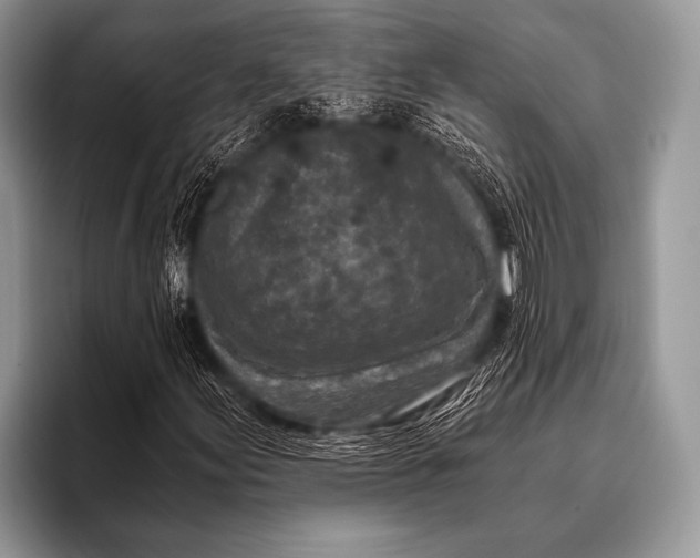 X0000096181155200802081454