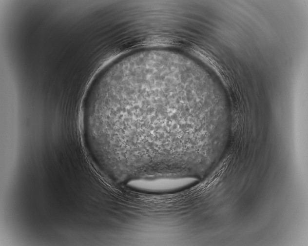 X0000096181179200802081453
