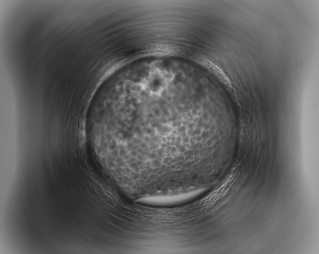 X0000096181226200802081453