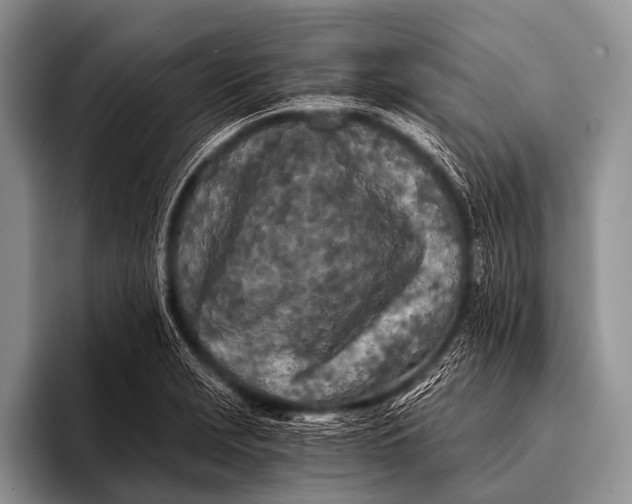 X0000096181229200802081453