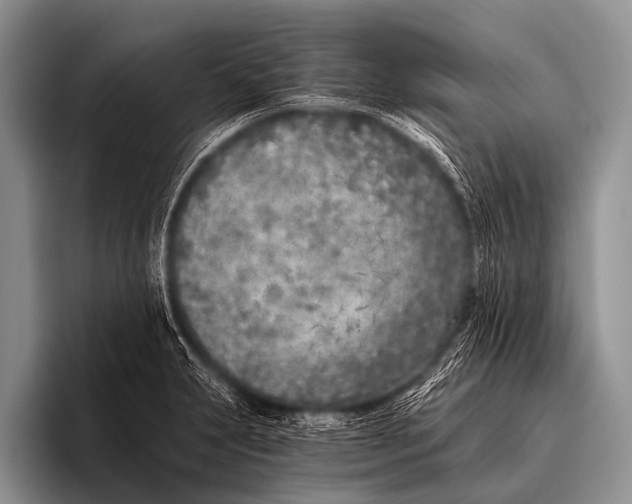X0000096181231200802081453