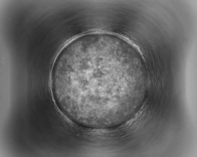 X0000096181239200802081453