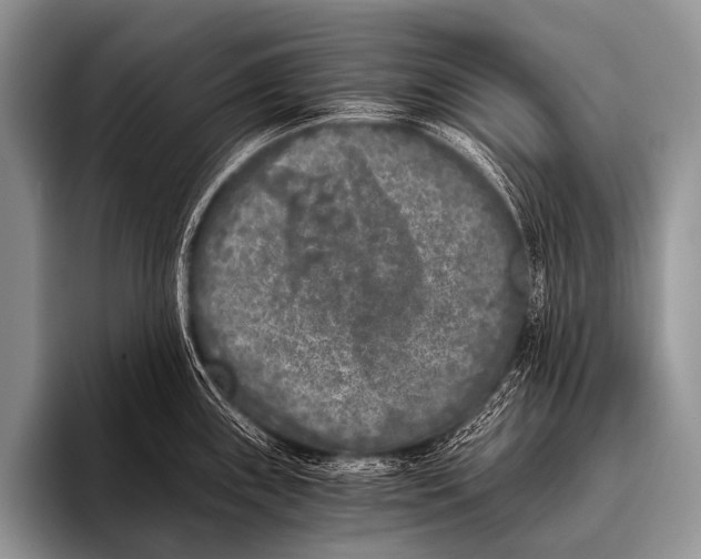 X0000096181243200802081453