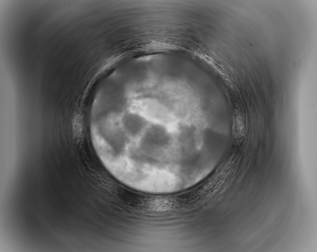 X0000096181266200802081452