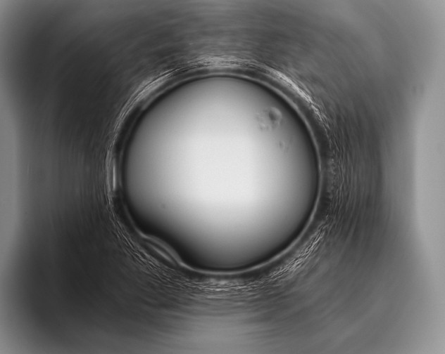 X0000096181269200802081452