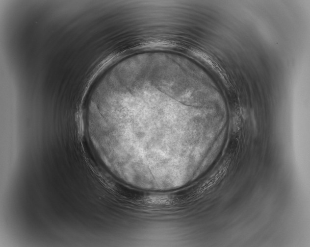X0000096181274200802081452
